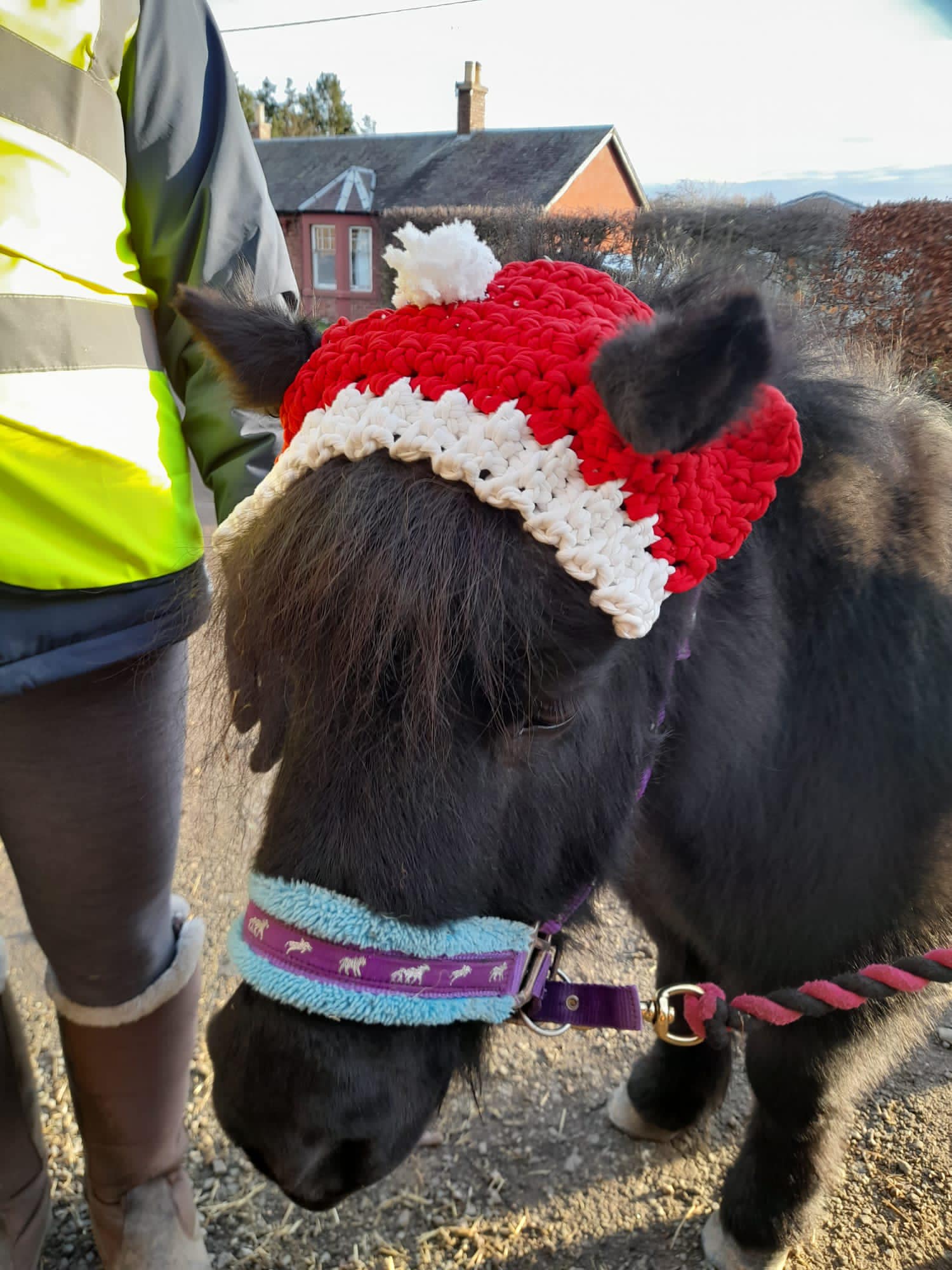 THornton Rose RDA shetland pony called Willow